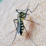 Son los mosquitos los que han hecho llegar el virus del Nilo Occidental al sur de España.