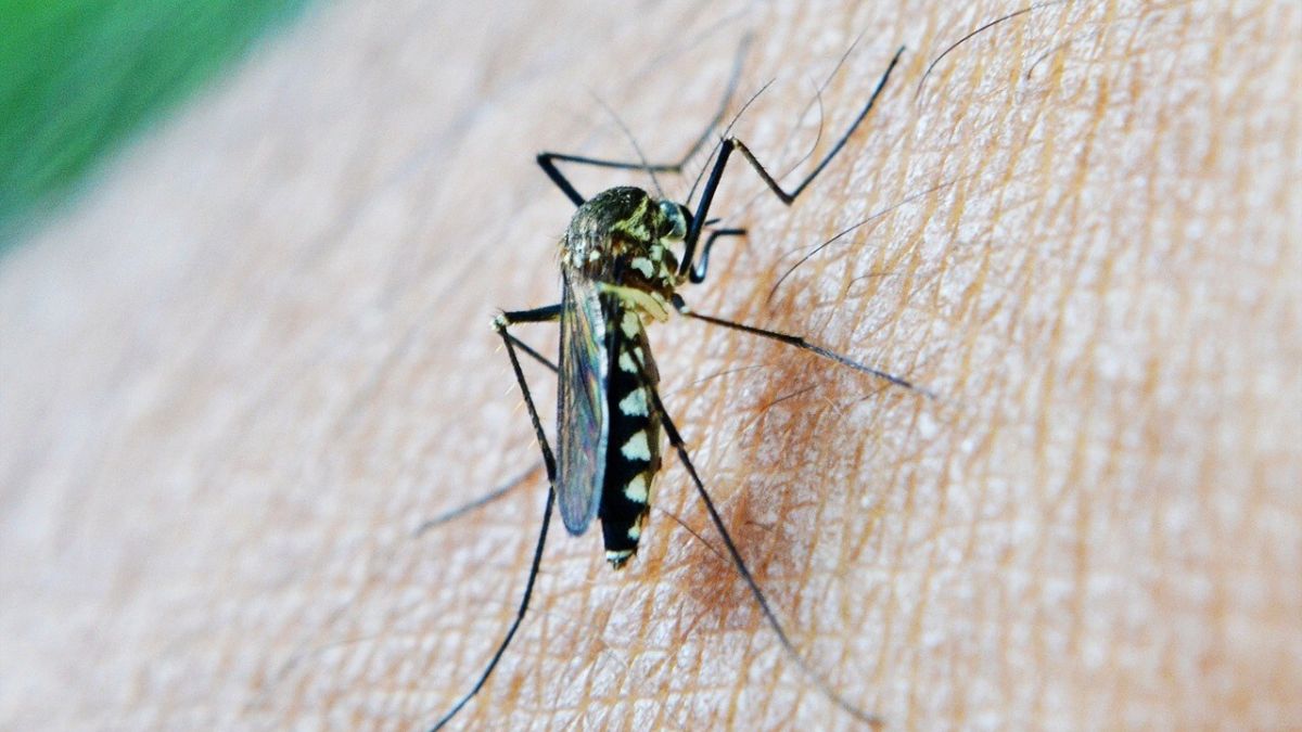 Son los mosquitos los que han hecho llegar el virus del Nilo Occidental al sur de España.