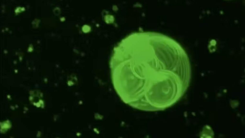 Las vesículas de grasa o lípidos primigenias, muy parecidas a las primeras células