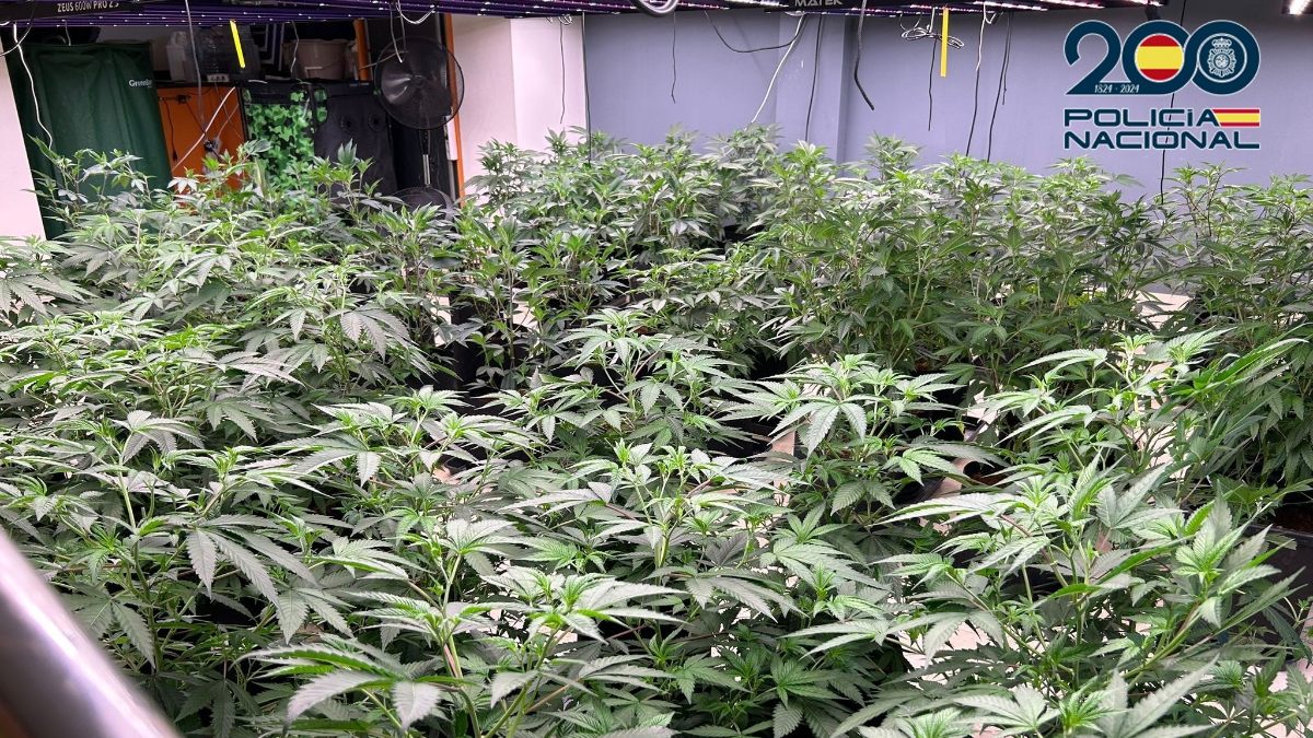 Imagen de archivo de una plantación de marihuana incautada por la Policía Nacional