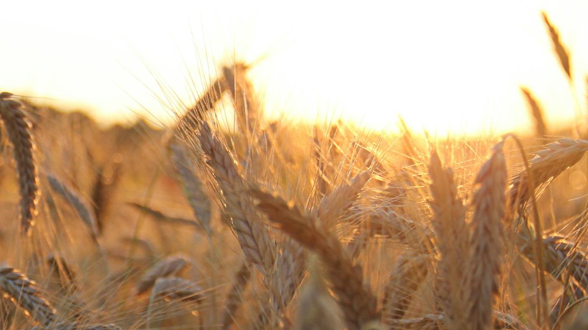 Comer sin gluten es siempre más sano y otros bulos sobre la enfermedad celíaca