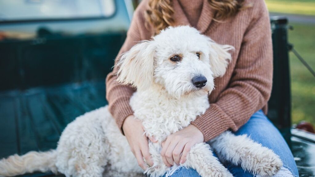 Giro radical en el curso obligatorio para los dueños de perros