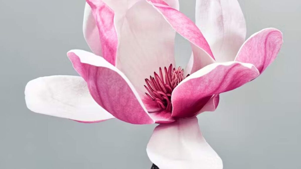 Polémica internacional entre biólogos: ¿las magnolias tienen que dejar de llamarse magnolias?