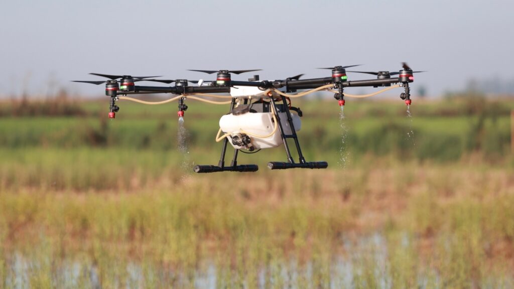 Un dron interviene en el tratamiento contra los mosquitos que propagan el Virus del Nilo Occidental (VNO) sobre un arrozal.