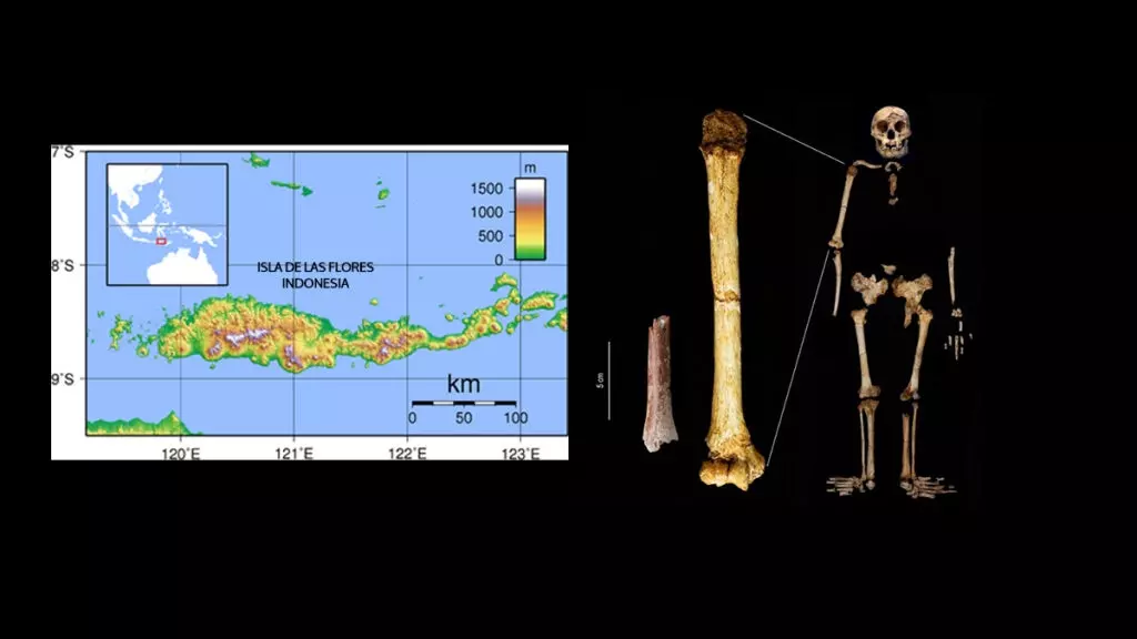 Luz sobre el origen del 'hobbit' de menos de un metro procedente de Indonesia