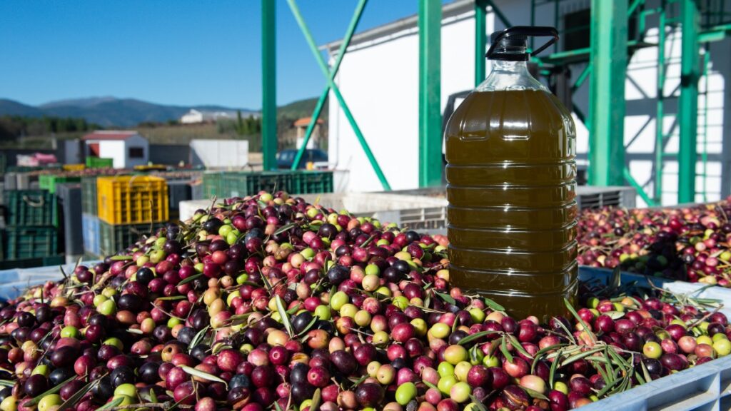 Una garrafa de aceite sobre cientos de aceitunas