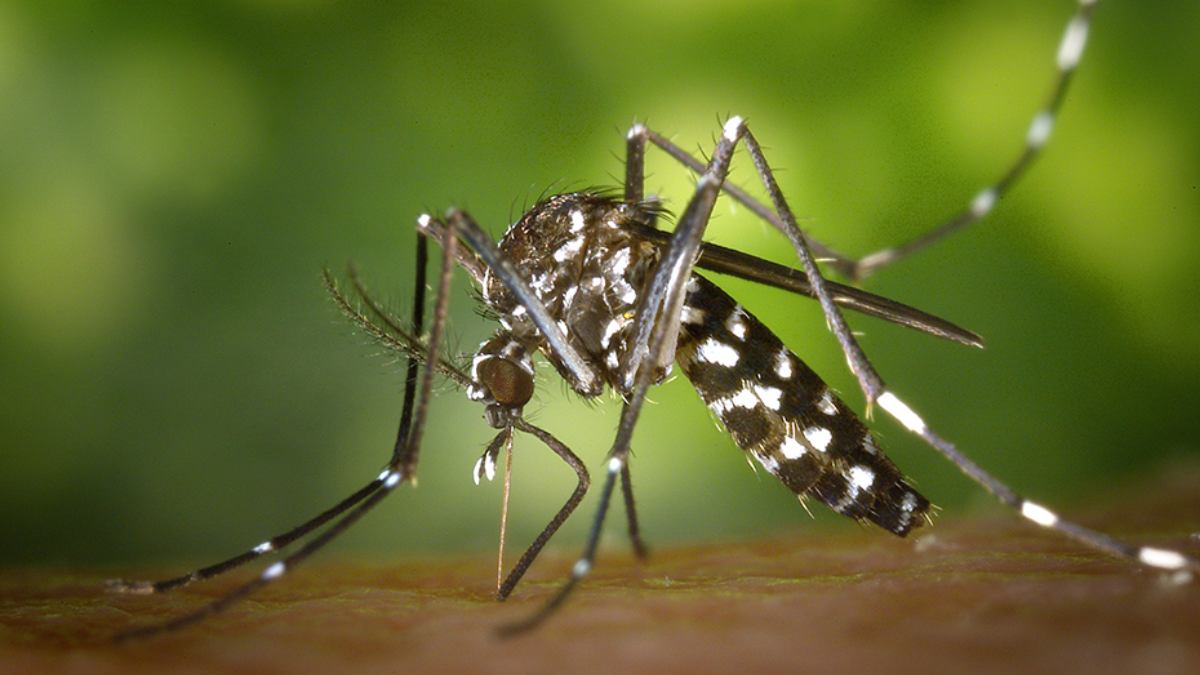 Mosquito del Nilo en Sevilla