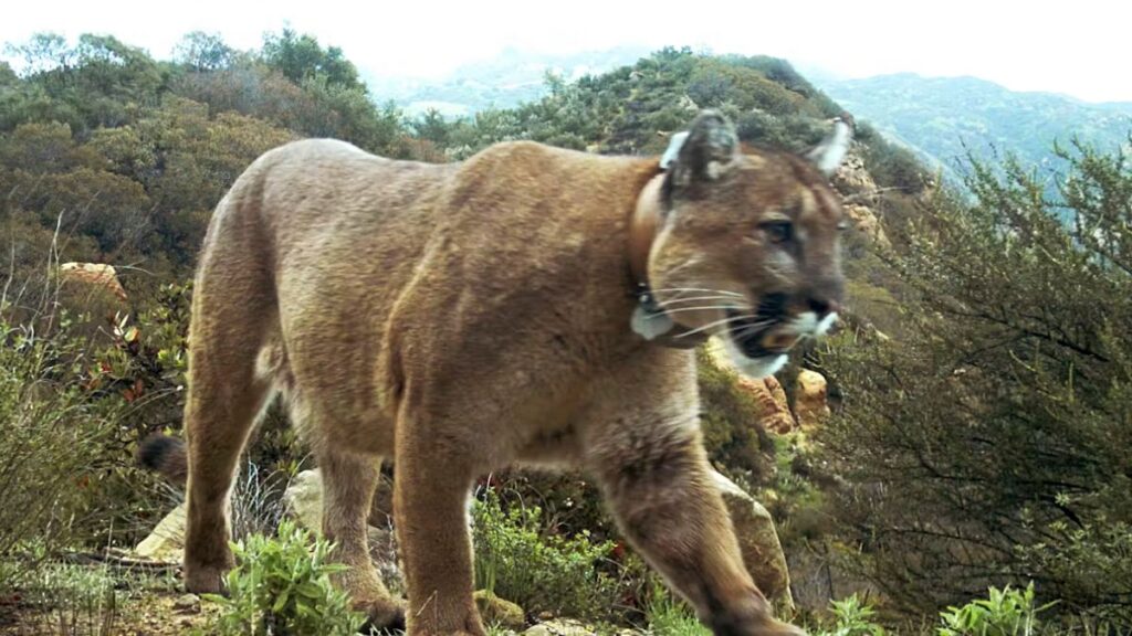 El veneno para ratas amenaza a los carnívoros de todo el mundo