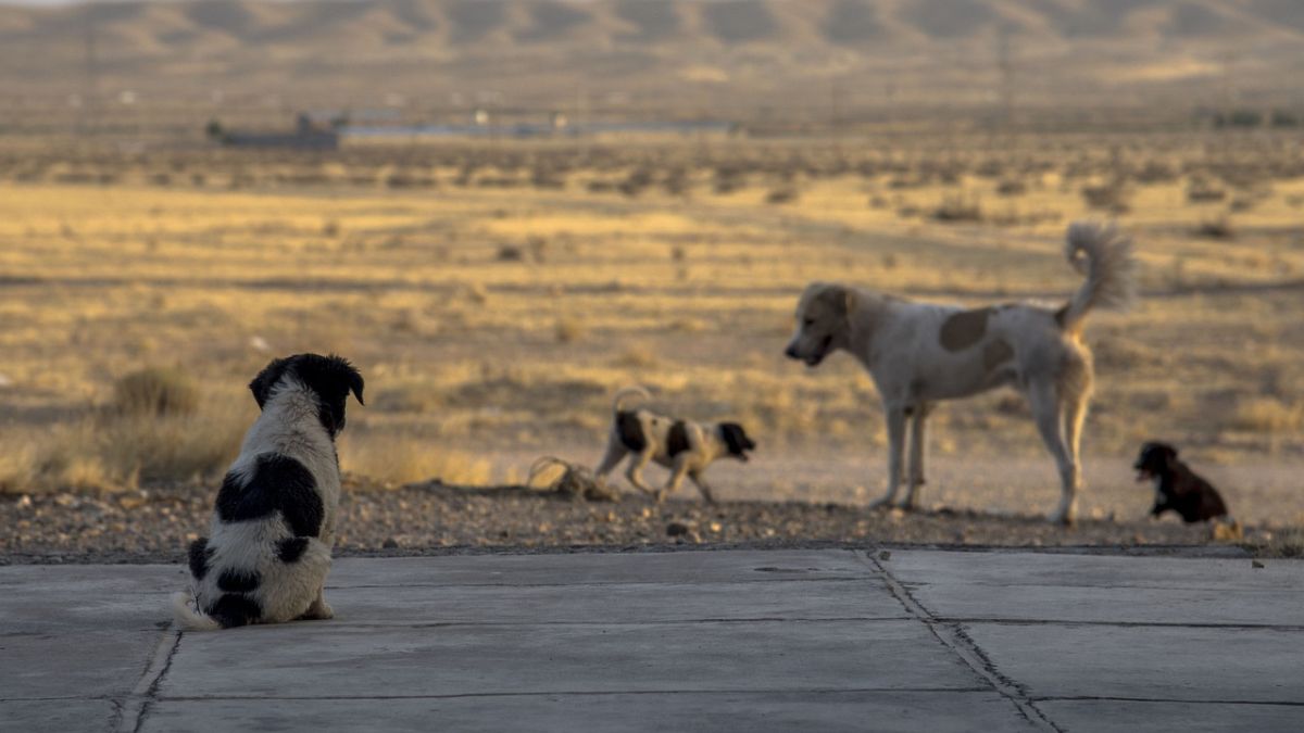 Imagen de perros callejeros